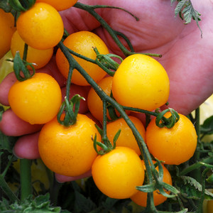 TOMATO TUMBLING TOM YELLOW seed image