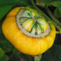 SQUASH TURK'S TURBAN seed image