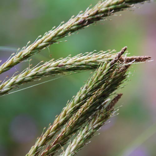 UNCINIA ERINACEA seed image