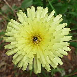 UROSPERMUM DALECHAMPII seed image