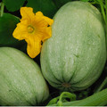 SQUASH VEGETABLE SPAGHETTI seed image