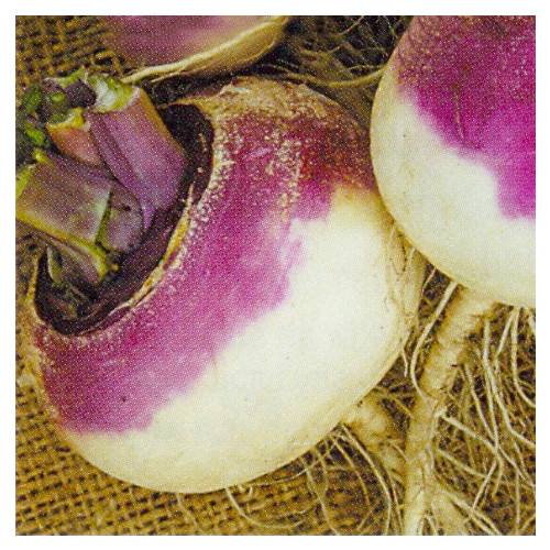 TURNIP VEITCHES RED GLOBE seed image