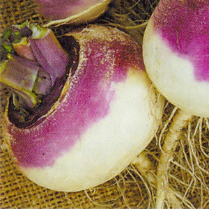 TURNIP VEITCHES RED GLOBE seed image