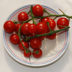 TOMATO VELVET RED seed image