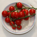 TOMATO VELVET RED seed image