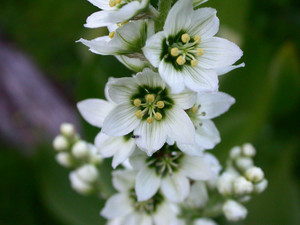 VERATRUM CALIFORNICUM seed image