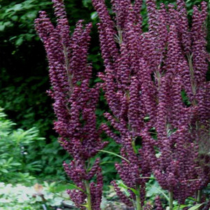 VERATRUM NIGRUM seed image