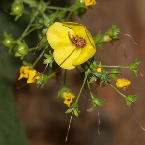 VERBASCUM ARCTURUS seed image