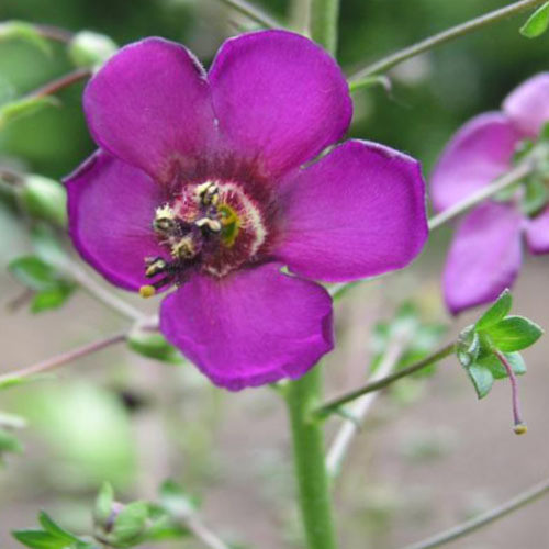 VERBASCUM ATROVIOLACEUM seed image