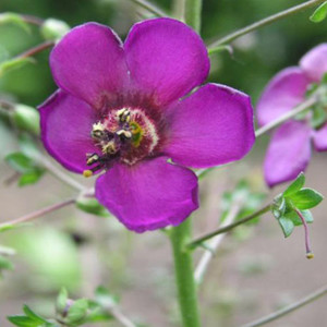 VERBASCUM ATROVIOLACEUM seed image
