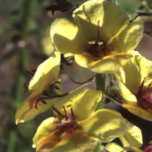 VERBASCUM BLATTARIA YELLOW seed image