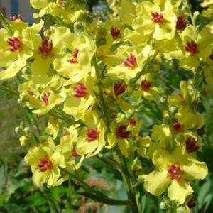 VERBASCUM CHAIXII YELLOW seed image