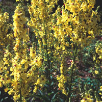 VERBASCUM COTTAGE GARDEN MIX seed image