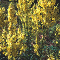 VERBASCUM COTTAGE GARDEN MIX seed image