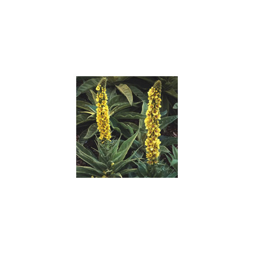 VERBASCUM EPIXANTHINUM seed image