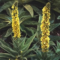 VERBASCUM EPIXANTHINUM seed image