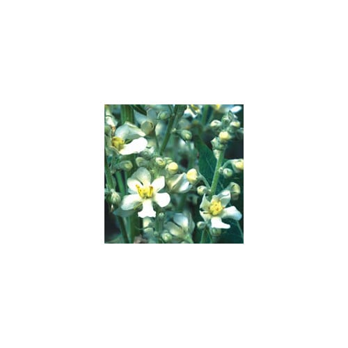 VERBASCUM LYCHNITIS seed image