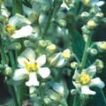VERBASCUM LYCHNITIS seed image