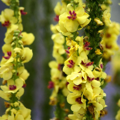 VERBASCUM NIGRUM seed image