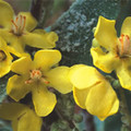 VERBASCUM PULVERULENTUM seed image