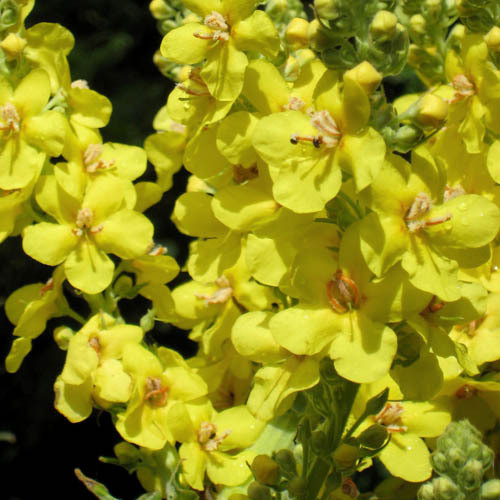 VERBASCUM THAPSUS seed image