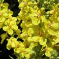 VERBASCUM THAPSUS seed image
