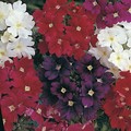 VERBENA BRASILIENSIS 'DWARF JEWELS' seed image