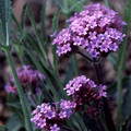 VERBENA BONARIENSIS seed image