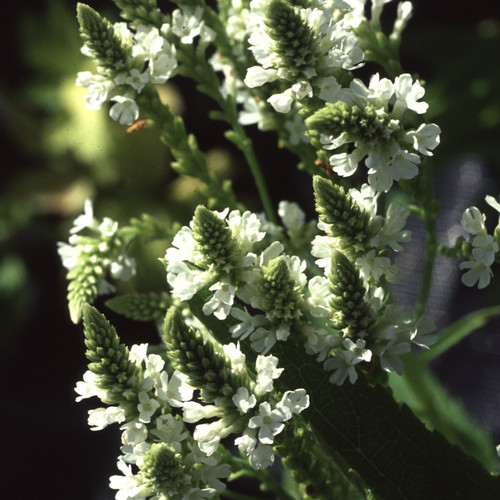 VERBENA HASTATA ALBA seed image