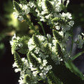 VERBENA HASTATA ALBA seed image