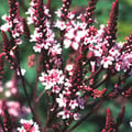 VERBENA HASTATA ROSEA seed image