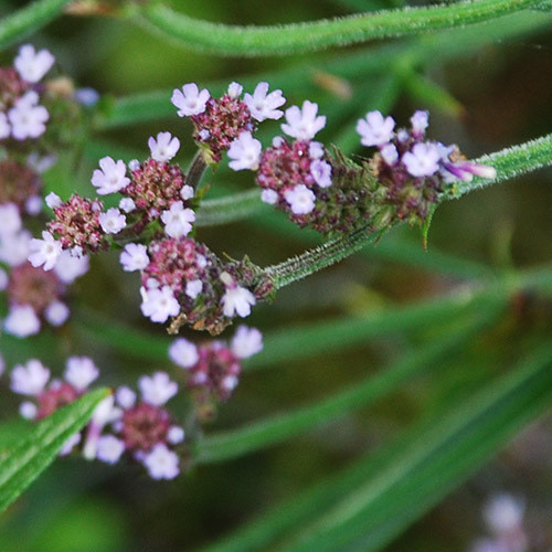 VERBENA LITORALIS seed image