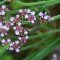 VERBENA LITORALIS seed image