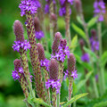 VERBENA MACDOUGALII seed image