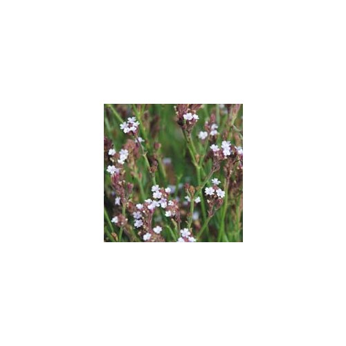 VERBENA 'SNOW STORM' seed image