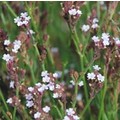 VERBENA 'SNOW STORM' seed image
