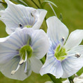 VERONICA GENTIANOIDES seed image