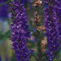 VERONICA GRANDIS seed image