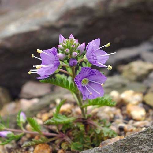 VERONICA SCHMIDTIANA NANA seed image