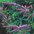 VERONICASTRUM SACHALINENSE seed image