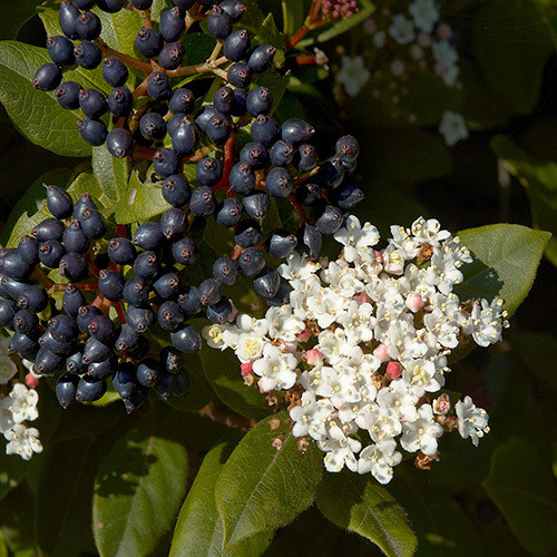 VIBURNUM TINUS seed image