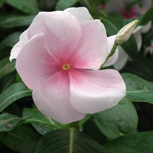 VINCA ROSEA seed image