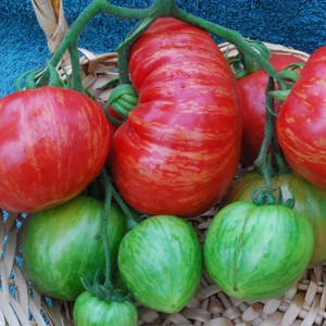 TOMATO VINTAGE WINE seed image