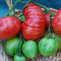 TOMATO VINTAGE WINE seed image