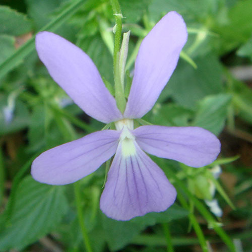VIOLA CORNUTA seed image