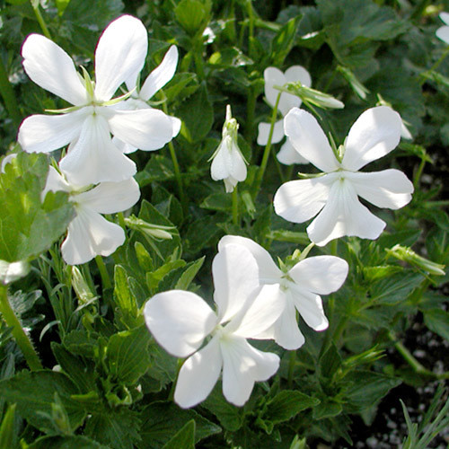 VIOLA CORNUTA MINOR ALBA seed image