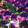 VIOLA CORSICA seed image