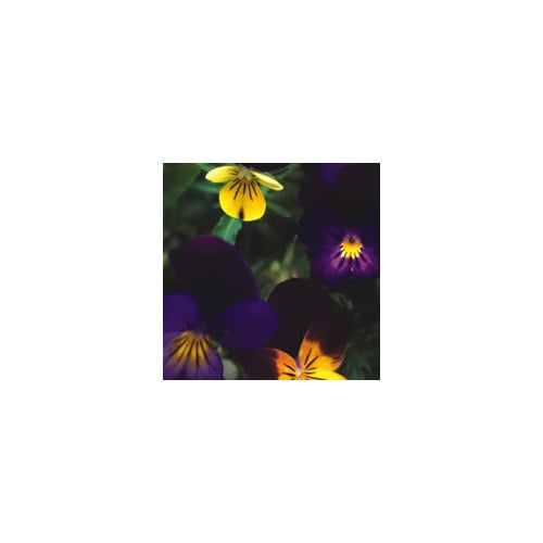 VIOLA COTTAGE GARDEN MIXED seed image