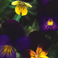 VIOLA COTTAGE GARDEN MIXED seed image