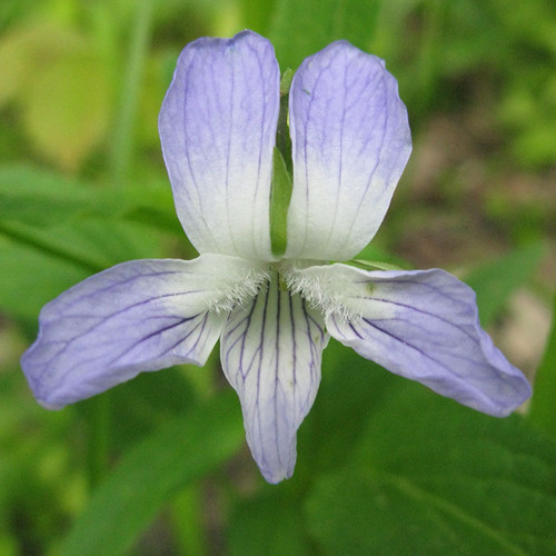 VIOLA ELATIOR seed image
